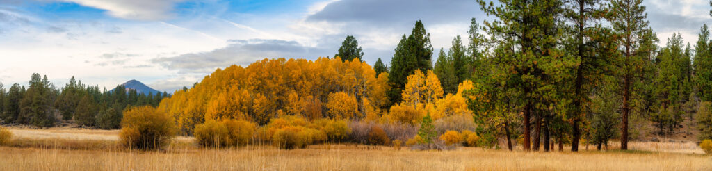 Fall Color aspen in a meadow in the forest in the Cascade Mountains